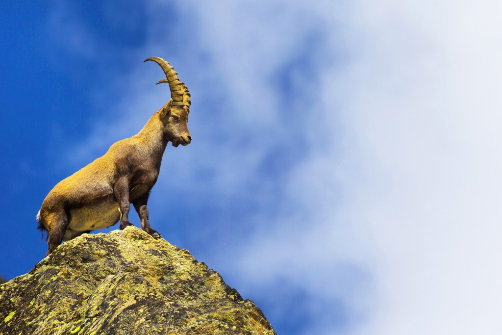 Alpine Ibex - species of wild goat