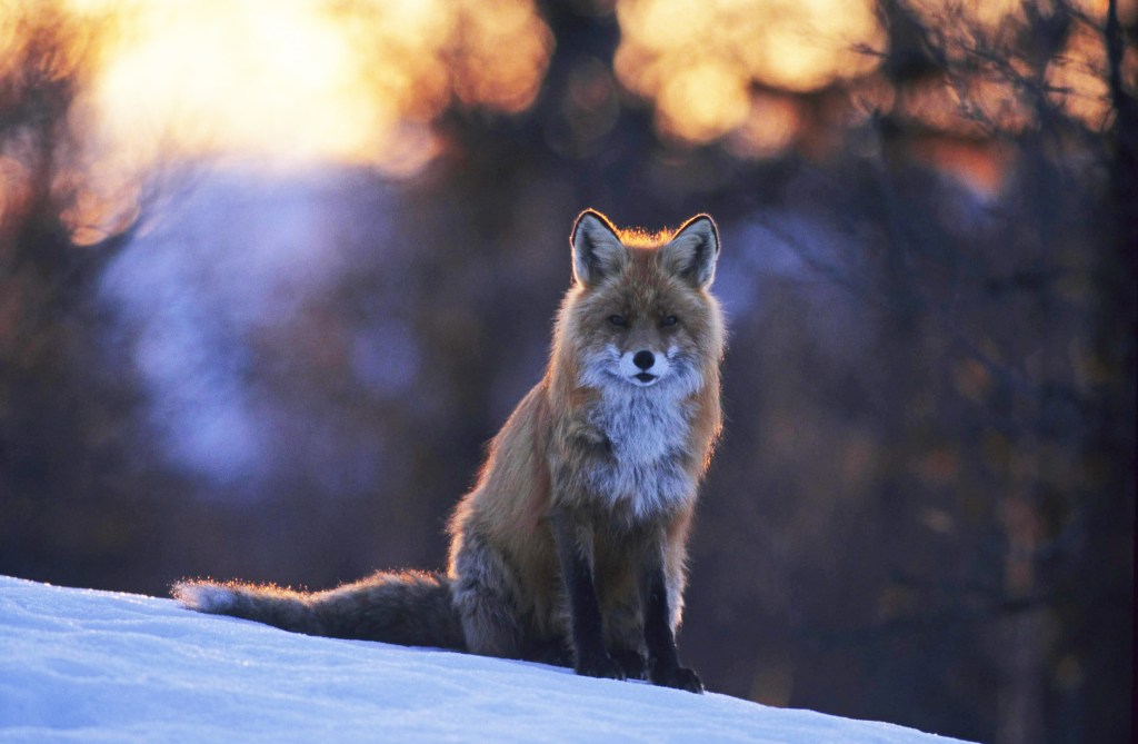Germany’s most famous inhabitants is the red fox 