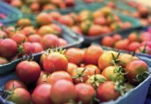 Organic tomatoes buckets