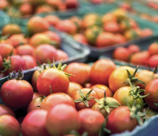 Organic tomatoes buckets