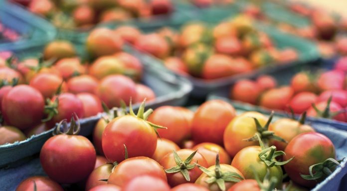 Organic tomatoes buckets